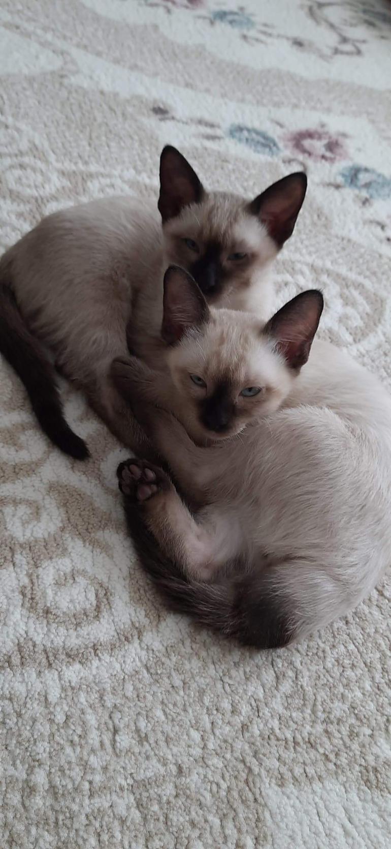 Kardeşi kuyruğuna yapışık doğan kedi kurtarıldı