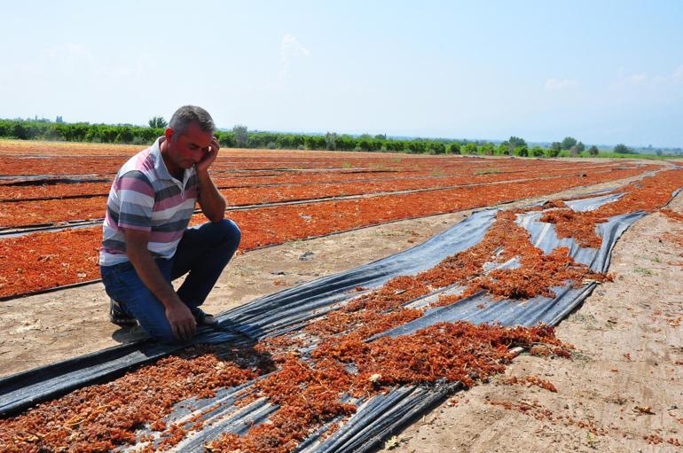 Manisada sağanak üzüm bağlarını vurdu