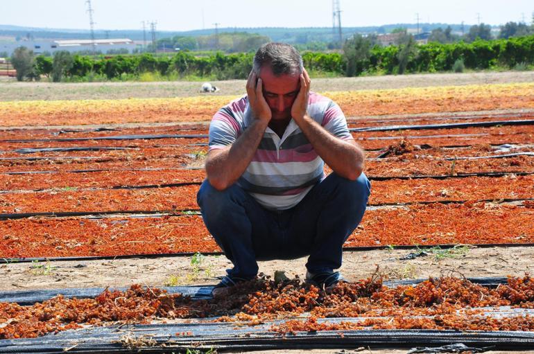 Manisada sağanak üzüm bağlarını vurdu