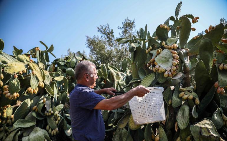 Enerji kaynağı Frenk yemişi dalında çürüyor