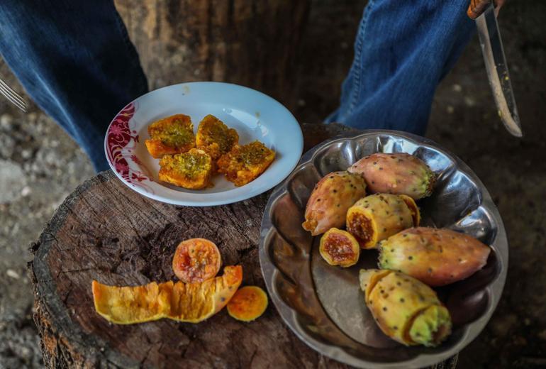 Enerji kaynağı Frenk yemişi dalında çürüyor