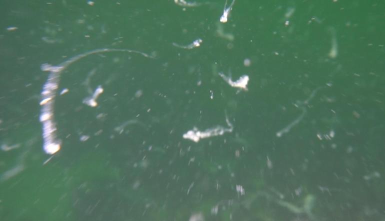 Prof. Dr. Ayaz: Deniz suyunda hızlı soğuma olursa müsilajla tekrar karşı karşıya kalmayız