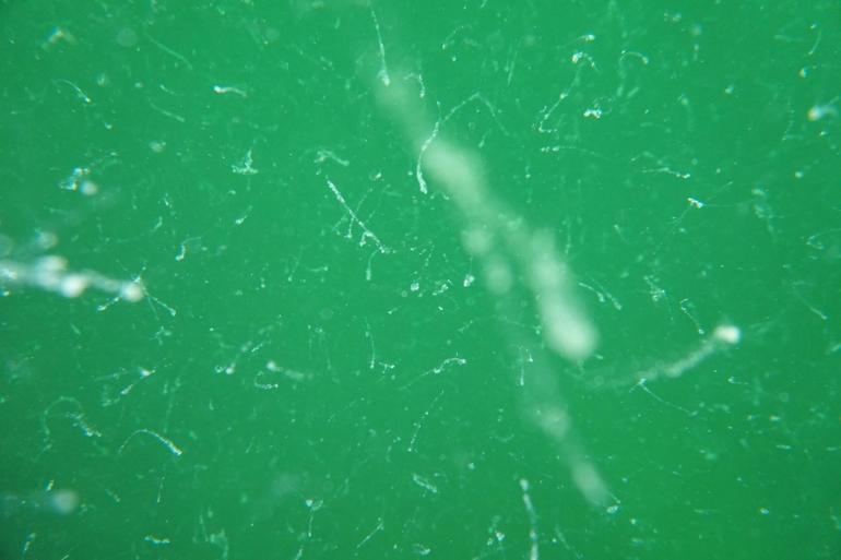 Prof. Dr. Ayaz: Deniz suyunda hızlı soğuma olursa müsilajla tekrar karşı karşıya kalmayız