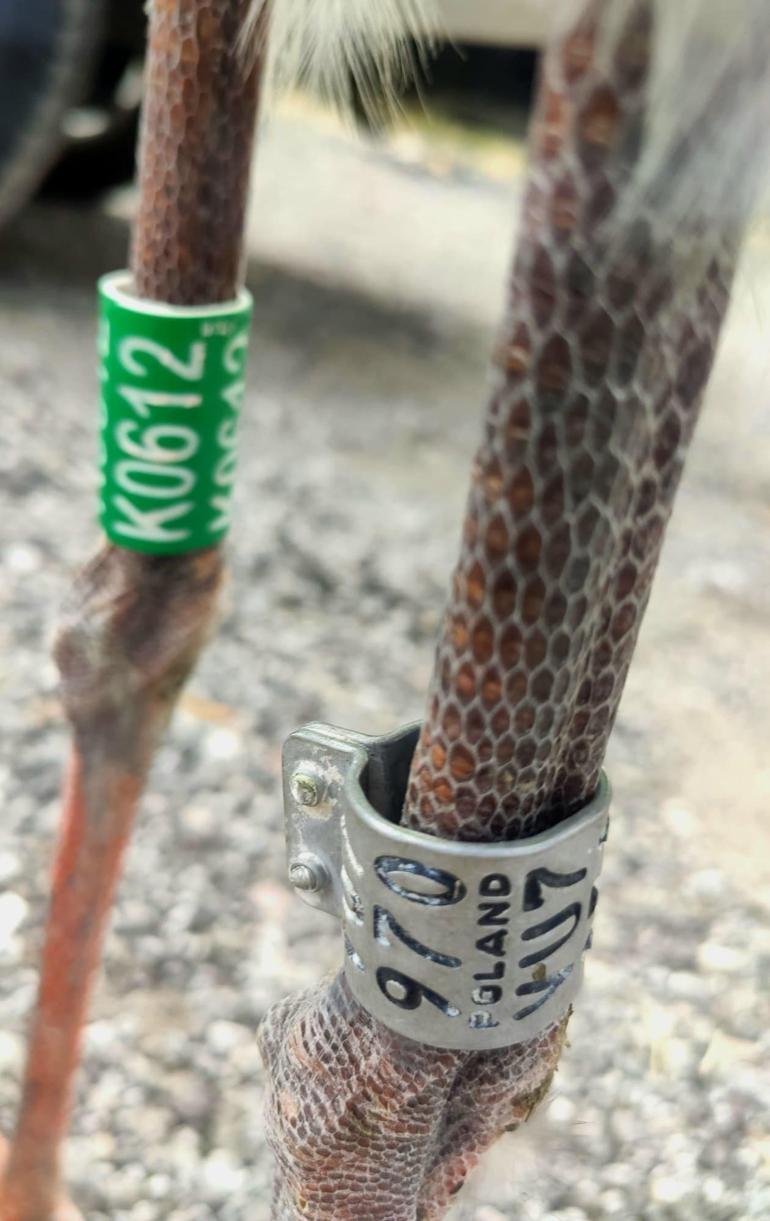 Ayağında Polonyalı kuş gözlemcilerinin taktığı çip olan leylek tedavi edildi