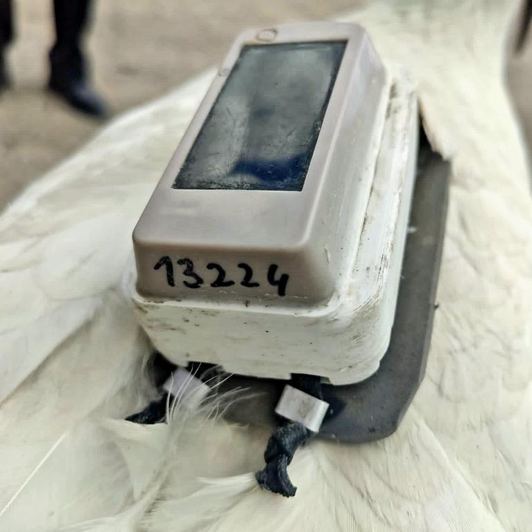 Ayağında Polonyalı kuş gözlemcilerinin taktığı çip olan leylek tedavi edildi