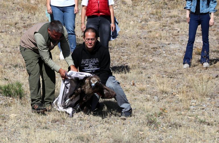 Zehirlenen kara akbaba, tedavi edilip doğaya bırakıldı