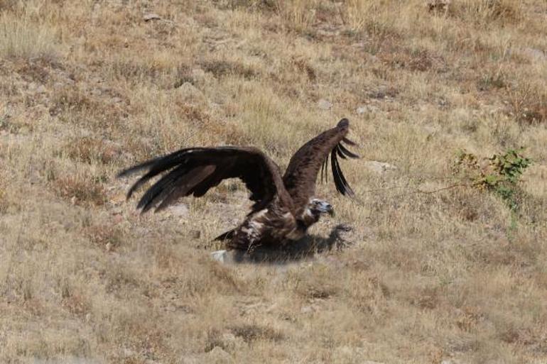 Zehirlenen kara akbaba, tedavi edilip doğaya bırakıldı