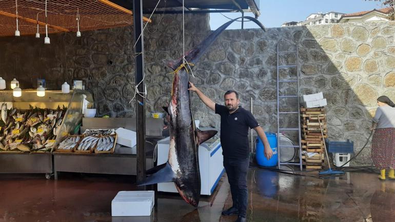 Gölcüklü balıkçı, 350 kiloluk camgöz köpek balığı yakaladı