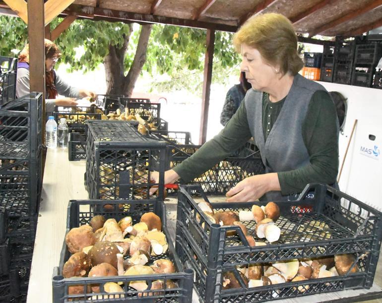 Istranca Ormanlarında 2 yılın ardından mantar bereketi