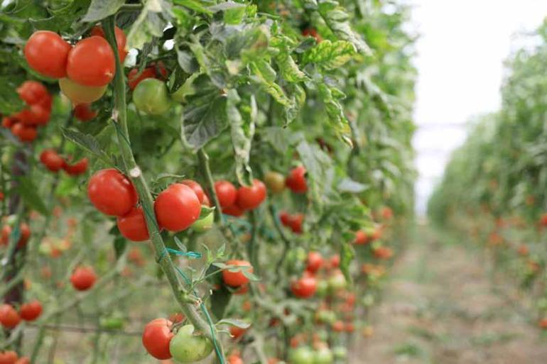 Örtü altı üretim düşünce Avrupalı Antalyaya yöneldi