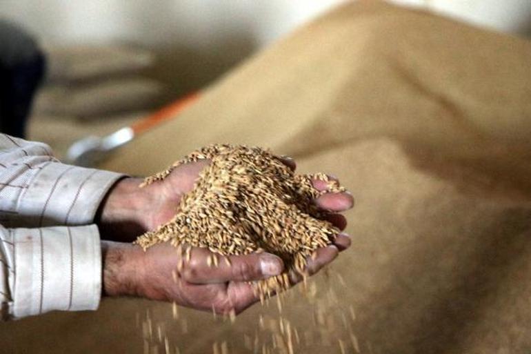 Bakanlık desteğiyle çeltik üretimi, 1 milyon tona çıktı