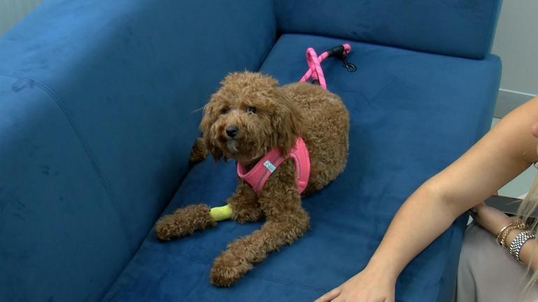 Bakırköyde tıraş sırası bekleyen köpeğe şiddet kamerada