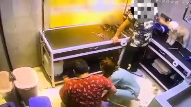 Bakırköyde tıraş sırası bekleyen köpeğe şiddet kamerada