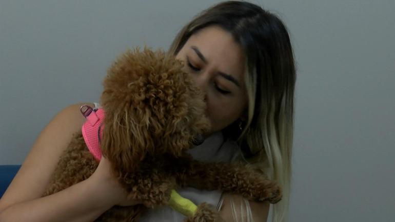 Bakırköyde tıraş sırası bekleyen köpeğe şiddet kamerada