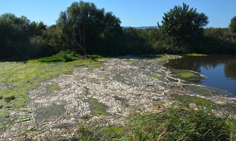 Bakırçayda toplu balık ölümüne inceleme