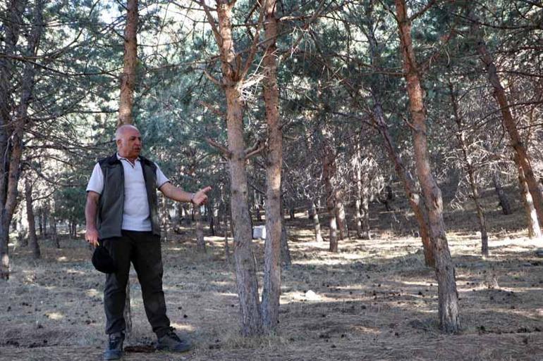 Palandökendeki 40 yıllık ormanda gençleştirme çalışması yapılacak