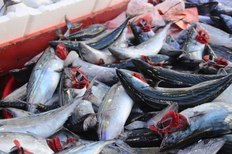 Karadenizde palamut bolluğu; fiyatı düştü