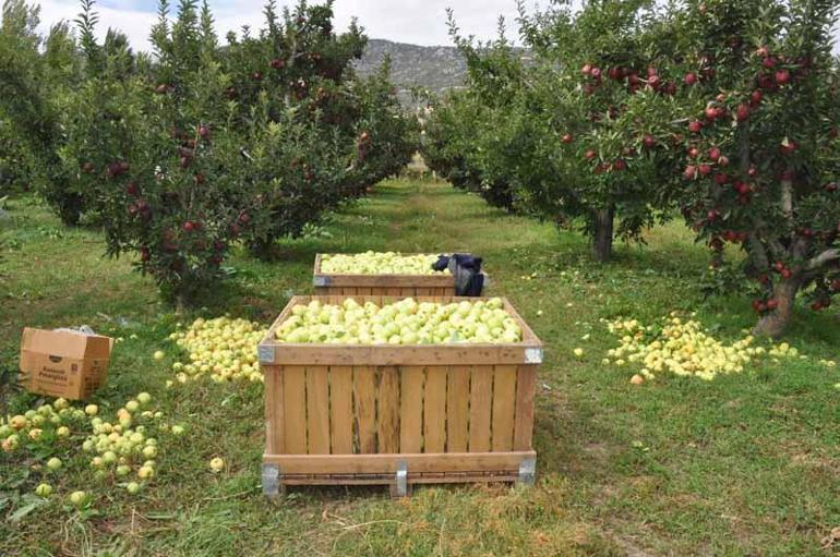 Türkiyedeki 4 elmadan 1inin üretildiği Ispartada hasat başladı