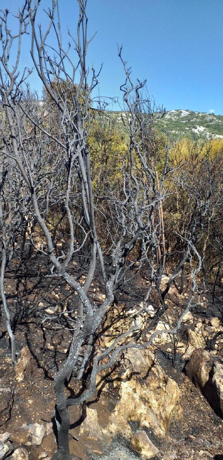 Antalyada 5 saat süren makilik yangınında 10 hektar alan kül oldu