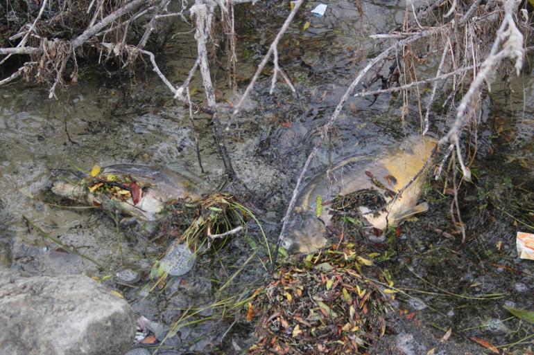 Boluda içme suyu barajında balık ölümlerine inceleme