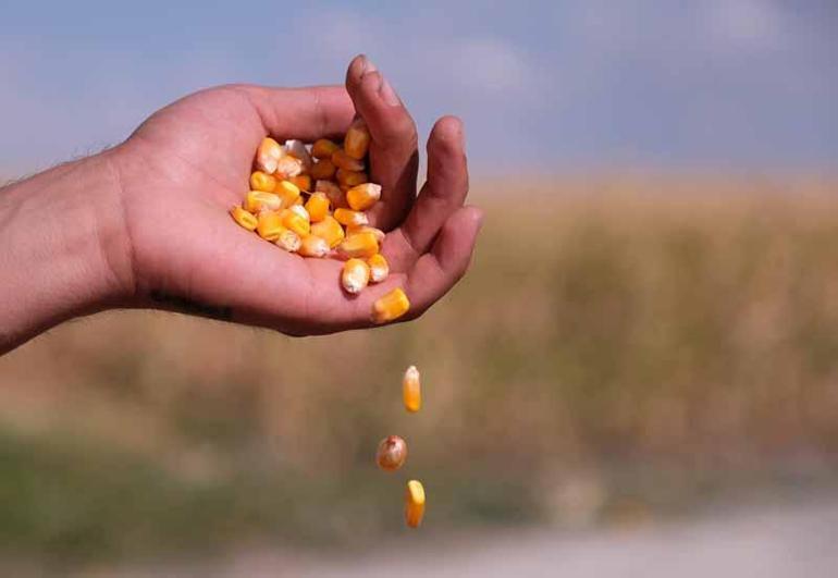 Türkiye’nin mısır rekoltesinin yüzde 40’ı, Konya Ovası’ndan