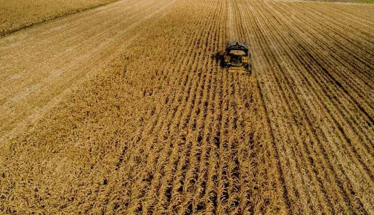Türkiye’nin mısır rekoltesinin yüzde 40’ı, Konya Ovası’ndan
