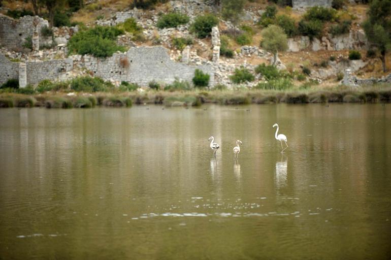 Noel Baba Kuş Cenneti, flamingoların evi oldu