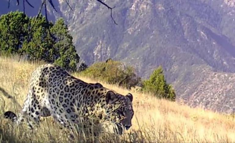 Nesli tehlike altındaki Anadolu leoparı fotokapanda