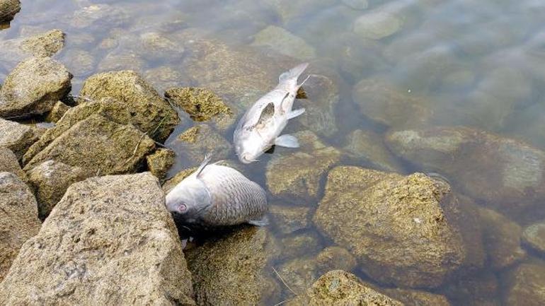 Gölköy Baraj Göletindeki balık ölümlerinde sabotaj iddiasına soruşturma