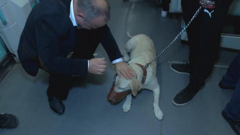 İstanbulda evcil hayvanlarla seyahat; boyutta kriter kafes