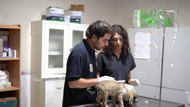 Sıcak asfalta bırakılan 7 yavru köpekten 2si öldü