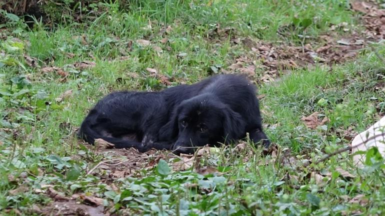 Kimyasalla toplu köpek ölümü’ iddiasına soruşturma