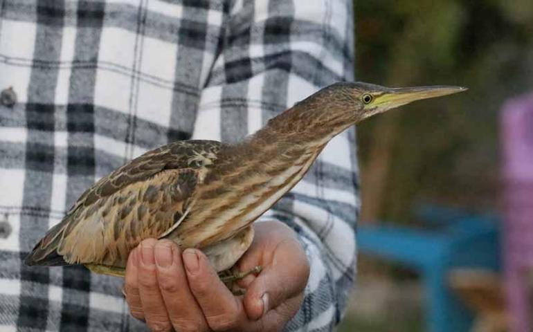 Şanlıurfada yeşil sırtlı balıkçıl görüldü, Türkiyede ilk olarak kayda geçti