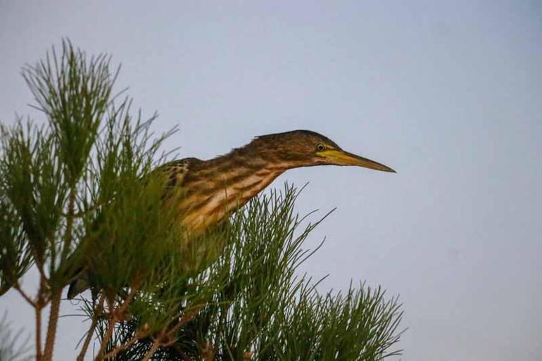 Şanlıurfada yeşil sırtlı balıkçıl görüldü, Türkiyede ilk olarak kayda geçti