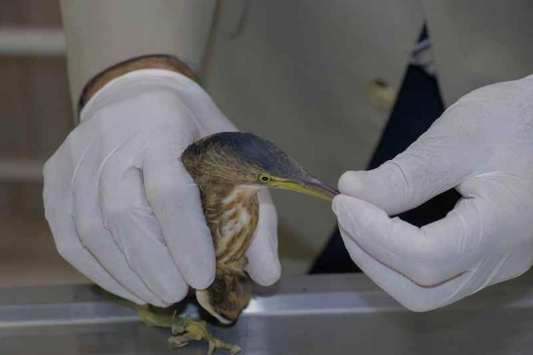 Şanlıurfada yeşil sırtlı balıkçıl görüldü, Türkiyede ilk olarak kayda geçti