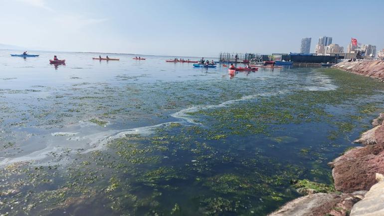 İzmir sahillerini deniz marulu kapladı; su yeşile büründü