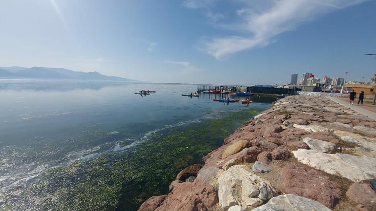 İzmir sahillerini deniz marulu kapladı; su yeşile büründü