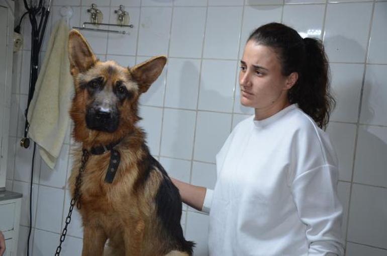 2,5 aydır kayıp köpeği, mikroçip sayesinde bulundu