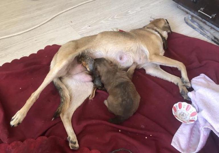 Yavru sincaplara, köpek Zeyna annelik yapıyor