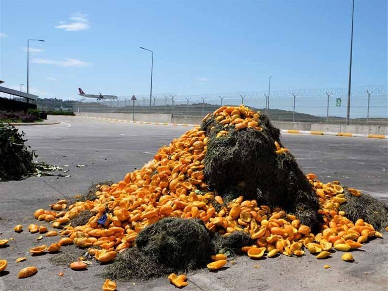 İstanbul Havalimanında organik atıklar toprağa can veriyor