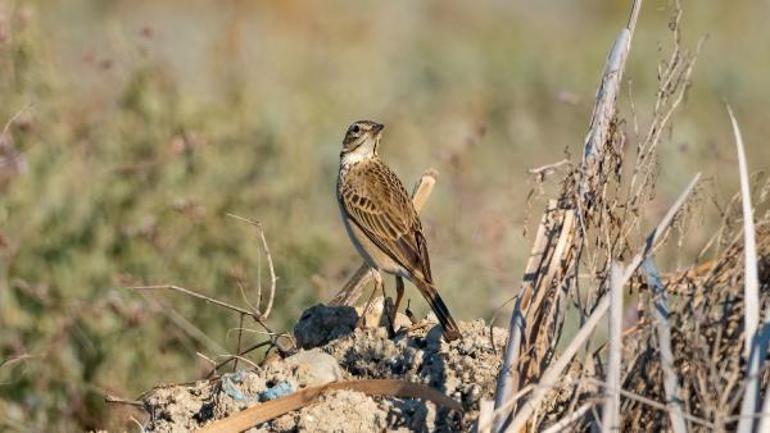 Mahmuzlu incir kuşu Antalyada ilk kez görüntülendi