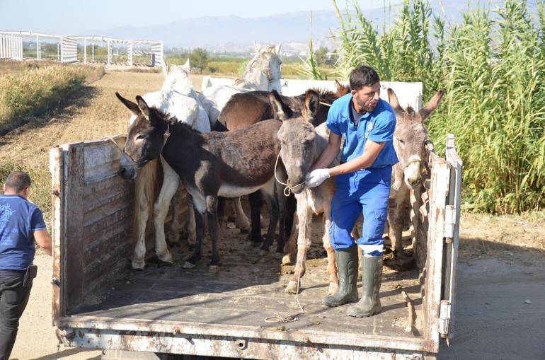 Aydında kaçak kesimden kurtarılan 6 hayvanı HAYTAP sahiplendi