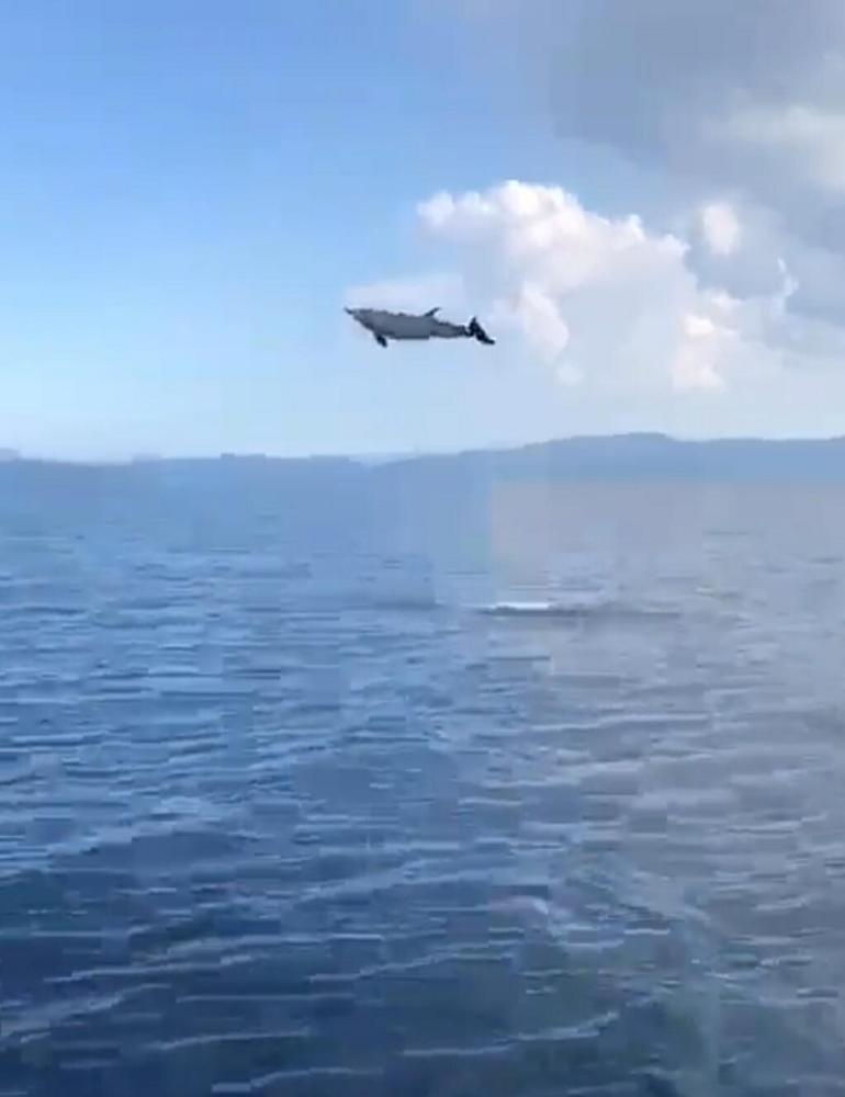 Akbük Koyunda yunus sürüsü görüntülendi