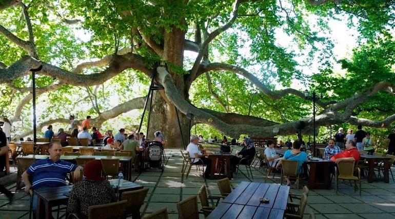 10 bin anıt ağaç, bakanlık korumasında