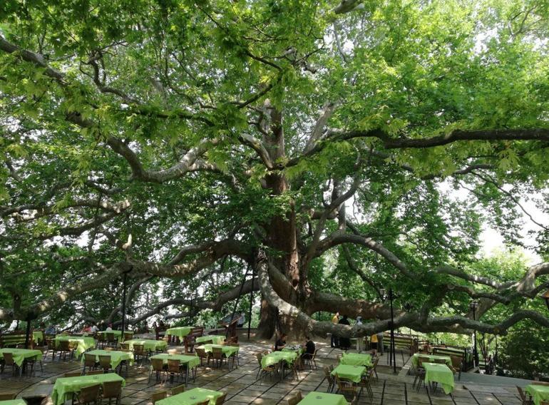 10 bin anıt ağaç, bakanlık korumasında