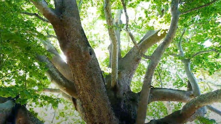 10 bin anıt ağaç, bakanlık korumasında