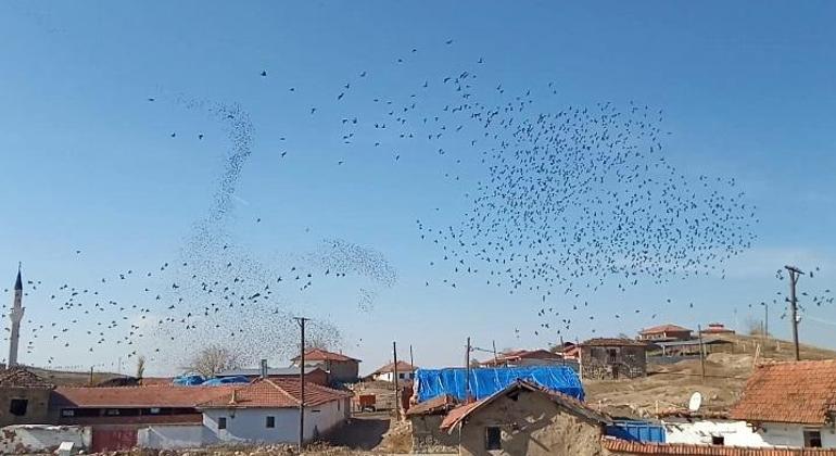 Çorum semalarında sığırcık sürüsü güzelliği