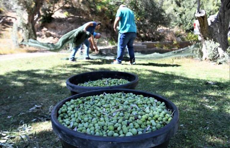 Zeytin üretiminde rekor artış