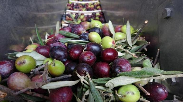 Zeytin üretiminde rekor artış
