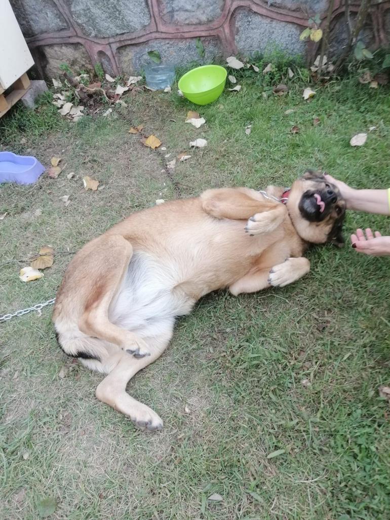 Topallayan köpeğin bacağından 200den fazla saçma çıktı